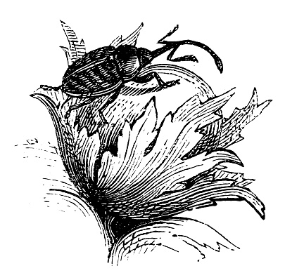 Illustration of a Curculio nucum (balaninus nucum)
