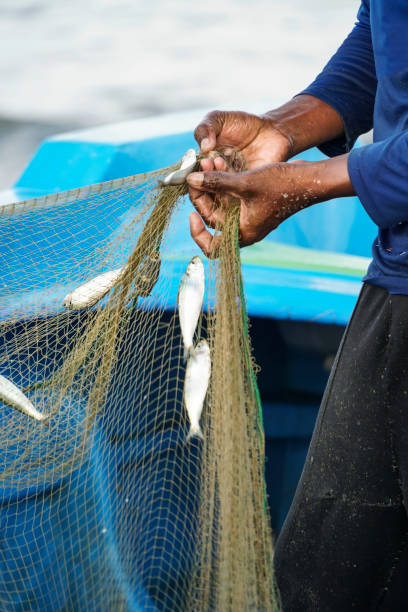 istock closeup male hand picking fishes on net 1125595551