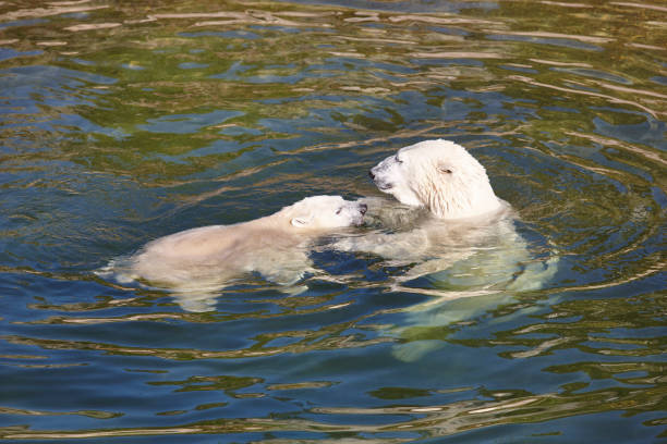 Close up color image depicting a profile view of a polar bear walking and reflected in a pool of water. Plenty of room for copy space.