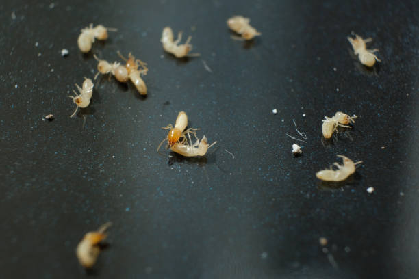istock Group of Termite Workers, Small termites, Dry-Wood Termites 1125598326