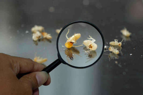 istock Termite Workers, Small termites, Dry-Wood Termites enlarge, zoom with magnifying glass 1125598336