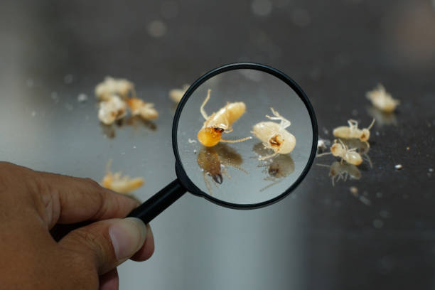 Termite Workers, Small termites, Dry-Wood Termites enlarge, zoom with magnifying glass stock photo