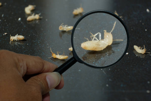 istock Termite Workers, Small termites, Dry-Wood Termites enlarge, zoom with magnifying glass 1125598360