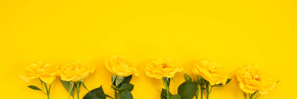 istock Yellow flowers on a yellow background 1125598852