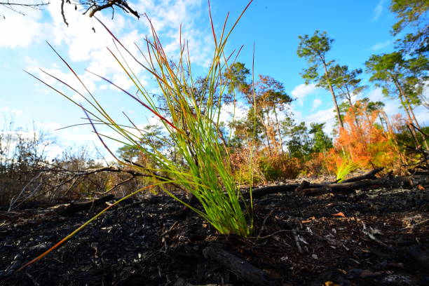 istock Low angle view of longleaf pine seedling in burn area with pines in background 1125600553