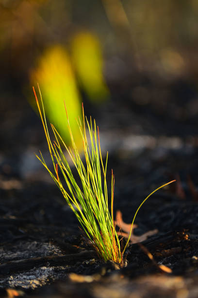 Longleaf pine seedling plug, planted in burnt forest area with other seedlings planted in a row behind it. Photo taken in evening sunlight at  Seminole state forest in central Florida. Nikon D750 with Nikon 200mm macro lens