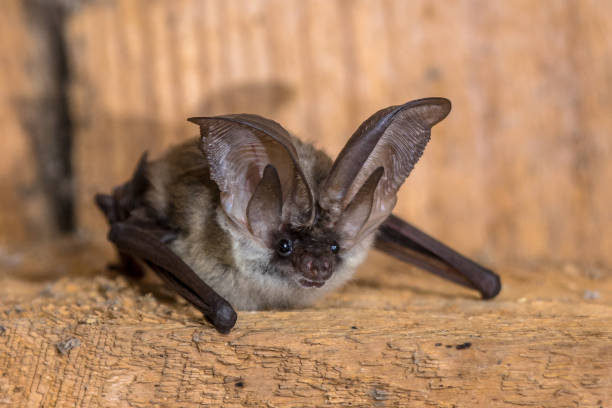 Grey long eared bat Grey long-eared bat (Plecotus austriacus) is a fairly large European bat. It has distinctive ears, long and with a distinctive fold. It hunts above woodland, often by day, and mostly for moths. mouse eared bat photos stock pictures, royalty-free photos & images