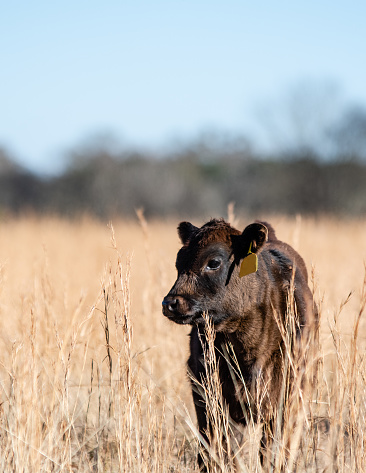 Portrait of a black Angus calf standing in the sunlight in tall brown grass looking to the left with blank area for copy to the left and above.