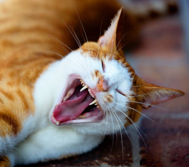istock Yawning ginger cat seems to be laughing 1125605013