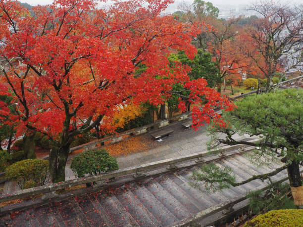 istock Maple leaves change color in Japan autumn. 1125605148