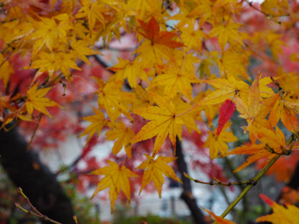 istock Maple leaves change color in Japan autumn. 1125605278