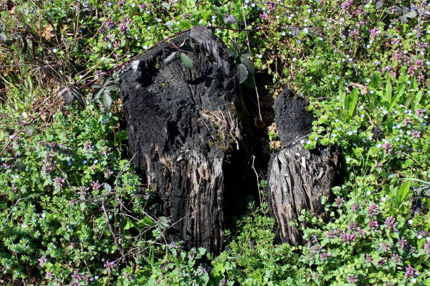 istock Burned tree stump left completely black from ash and surrounded with small flowers and other plants 1125605386