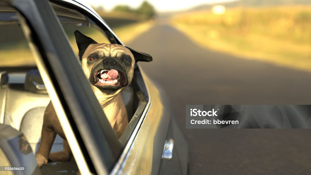 Pug dog in backseat car window with twisted tongue 3d illustration Car Stock Photo