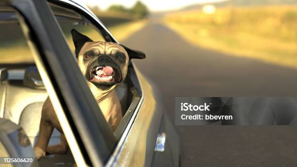 Pug Dog In Backseat Car Window With Twisted Tongue 3d Illustration Stock Photo - Download Image Now