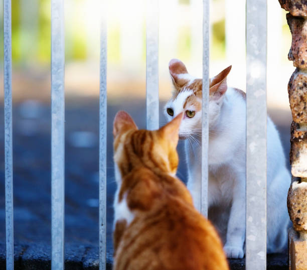 Two ginger cats meet with a barred gate between them, sniffing each other, either in greeting or suspiciously.