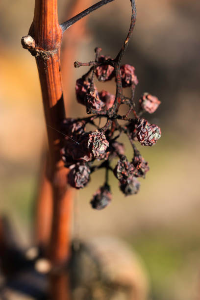 istock Grapes and vines in late autumn 1125606710