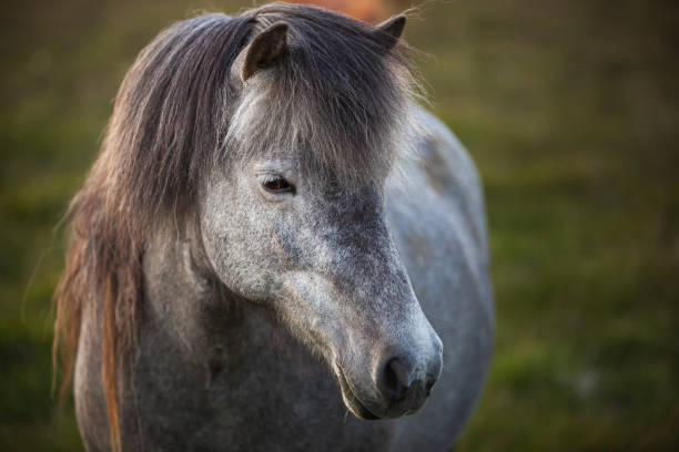istock Icelandic horse close up 1125607513
