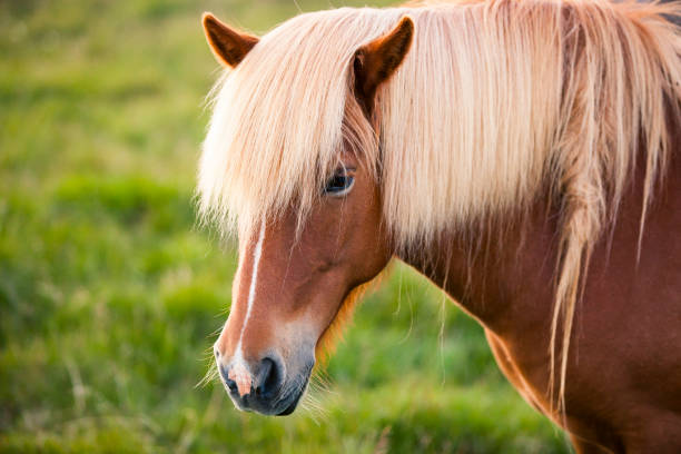 istock Icelandic horse close up 1125607672