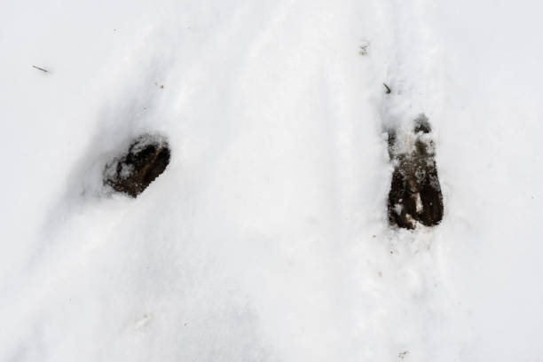 istock Whitetail deer tracks in snow 1125607845