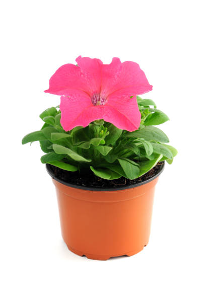istock pink petunia flower in pot. white isolated background. 1125608156