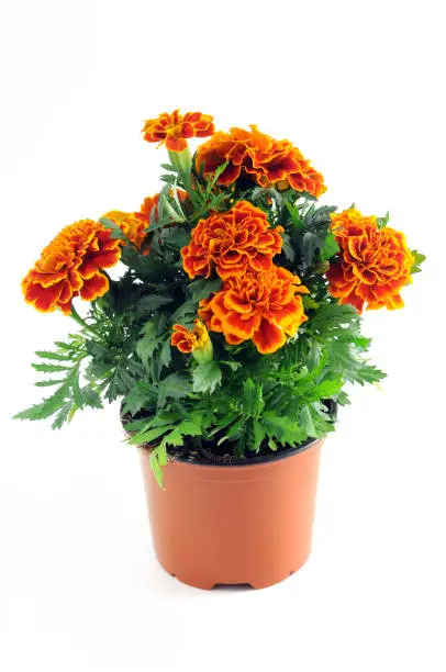 Photo of orange tagetes flower potted. White isolated background