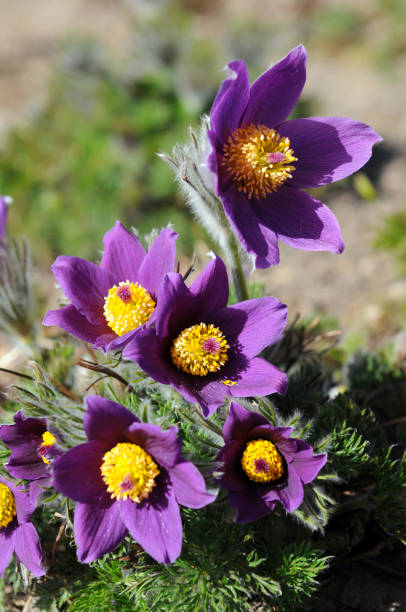 春のために、紫オキナグサの花 (Pulsatilla) の花 ストックフォト