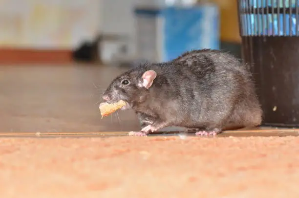 Black pet rat breed Dumbo funny found a piece of food