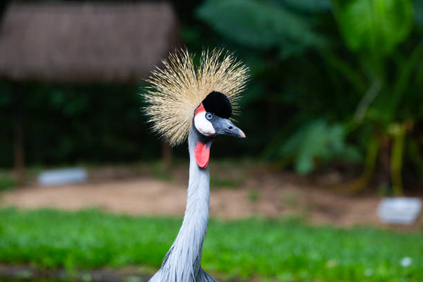 istock East african crowned crane 1125609767