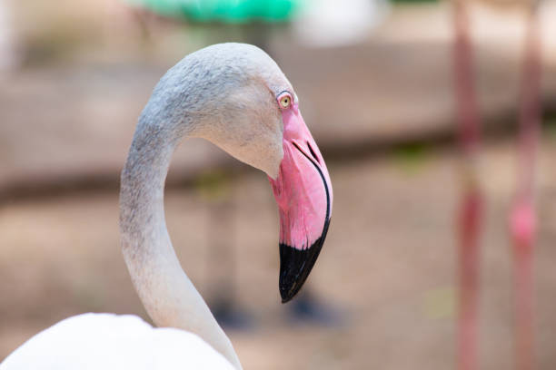 istock Pink Flamingo 1125609785