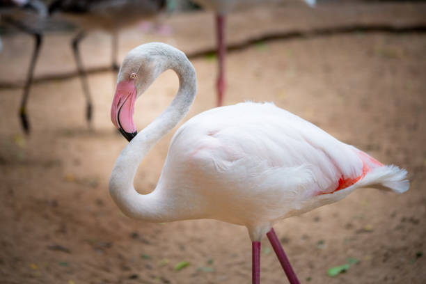 istock Pink Flamingo 1125609809