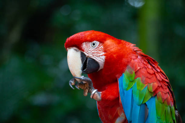 istock Red parrot Scarlet Macaw, Ara macao, 1125609887