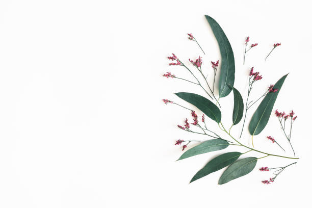 istock Flowers composition. Eucalyptus leaves and pink flowers on white background. Flat lay, top view, copy space 1125610020