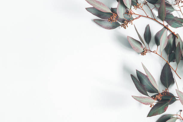 istock Eucalyptus leaves on pastel gray background. Pattern made of eucalyptus branches. Flat lay, top view, copy space 1125610542