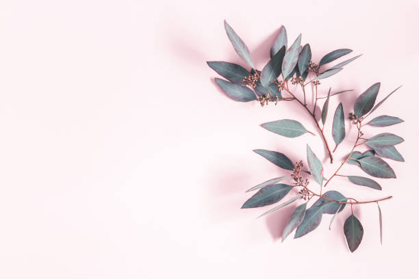 istock Eucalyptus leaves on pastel pink background. Pattern made of eucalyptus branches. Flat lay, top view, copy space 1125610553