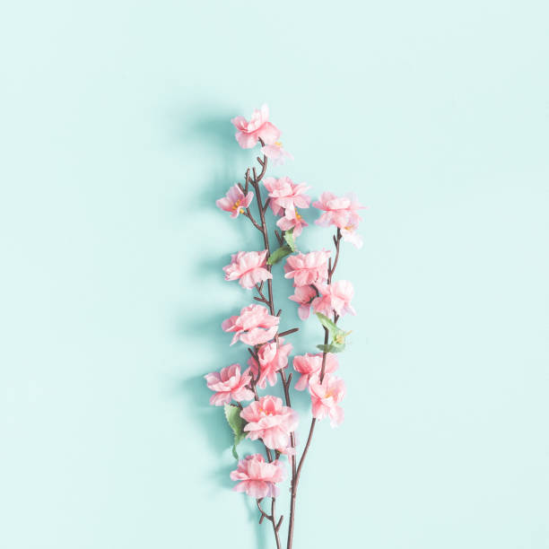 istock Flowers composition. Pink flowers on pastel blue background. Spring concept. Flat lay, top view, square 1125611343