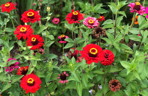 istock background with colorful flowers on garden in spring 1125612079