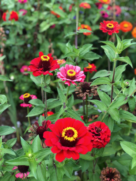 istock background with colorful flowers on garden in spring 1125612085