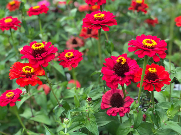 istock background with colorful flowers on garden in spring 1125612092