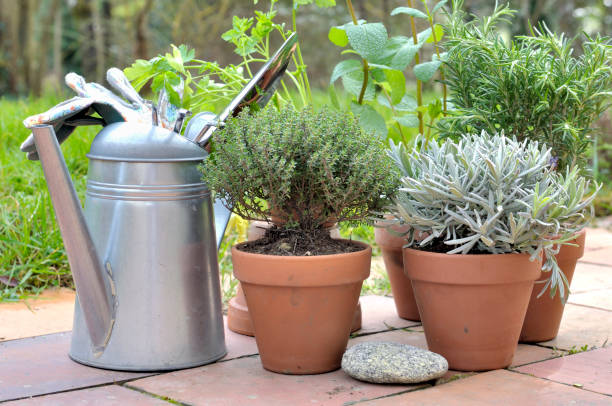 istock aromatic herbs potted  in garden 1125612150