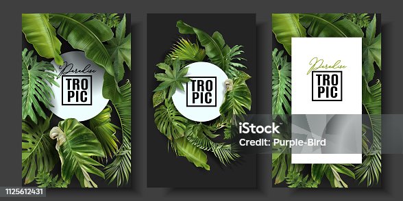 istock Vector banners set with green tropical leaves 1125612431