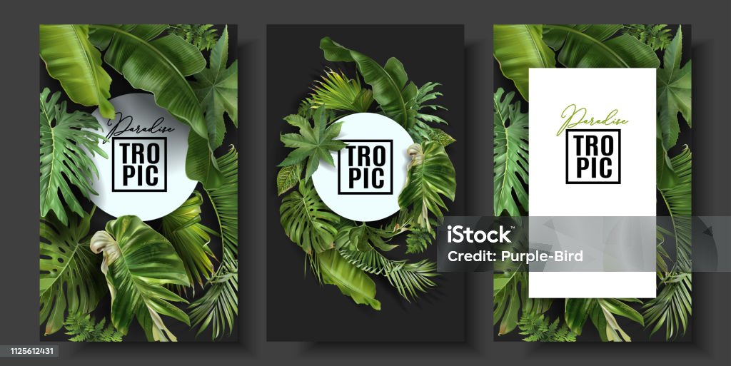 Vector banners set with green tropical leaves Vector banners set with green tropical leaves on black background. Exotic botanical design for cosmetics, spa, perfume, beauty salon, travel agency, florist shop. Best as wedding invitation cards Leaf stock vector