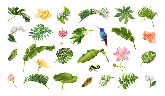 Vector realistic illustration set of tropical leaves and flowers isolated on white background. Highly detailed colorful plant collection. Botanical elements for cosmetics, spa, beauty care products
