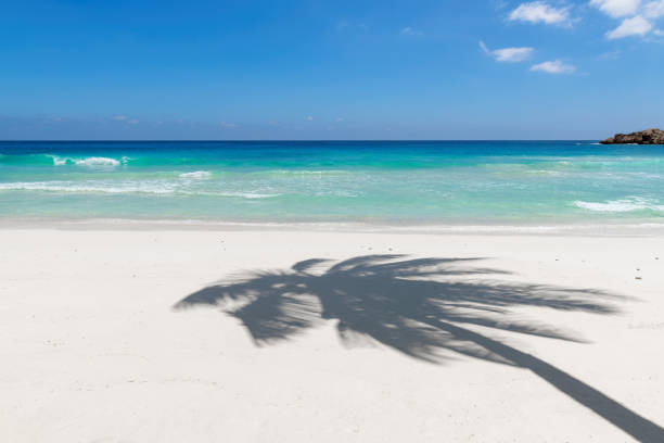 Sandy tropical beach in Florida