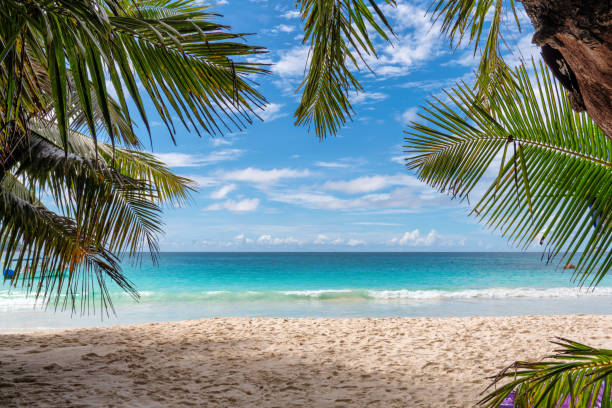美しい熱帯の砂浜背景 - ジャマイカ 写真 ストックフォトと画像