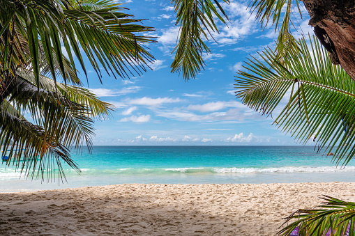 Palms and tropical beach with white sand. Summer vacation travel holiday background concept. Caribbean paradise beach