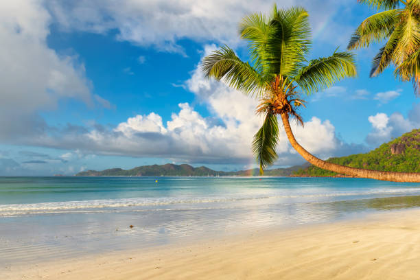 istock Sunny beach with coco palm and tripical sea 1125617888
