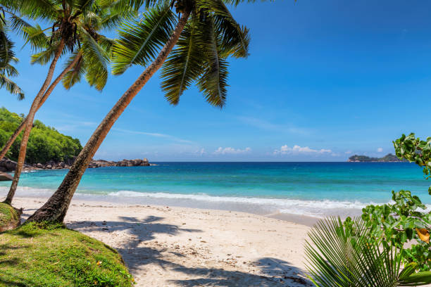 palmeiras na praia tropical - seychelles sea lagoon tropical climate - fotografias e filmes do acervo