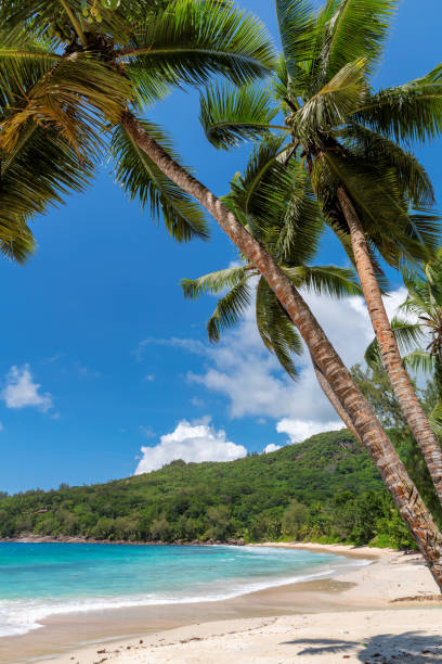 夏の休暇のビーチ - seychelles sea lagoon tropical climate ストックフォトと画像