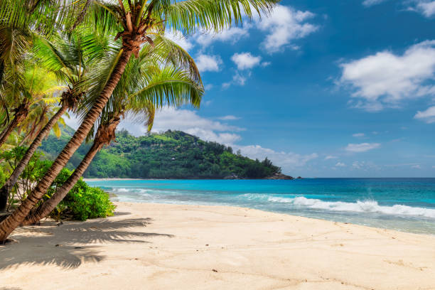 sandstrand am exotischen insel - hawaii islands stock-fotos und bilder