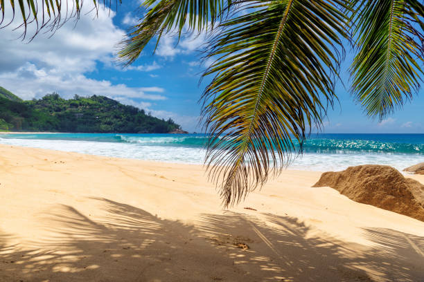 istock Palm trees and tropical beach background 1125618070